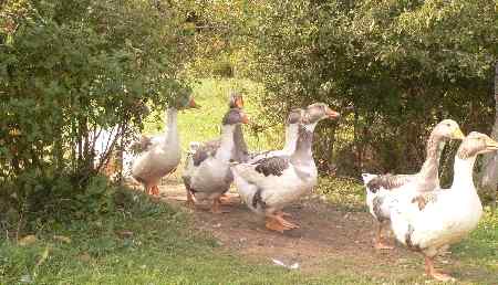 Biog&auml;nse im G&auml;nsemarsch